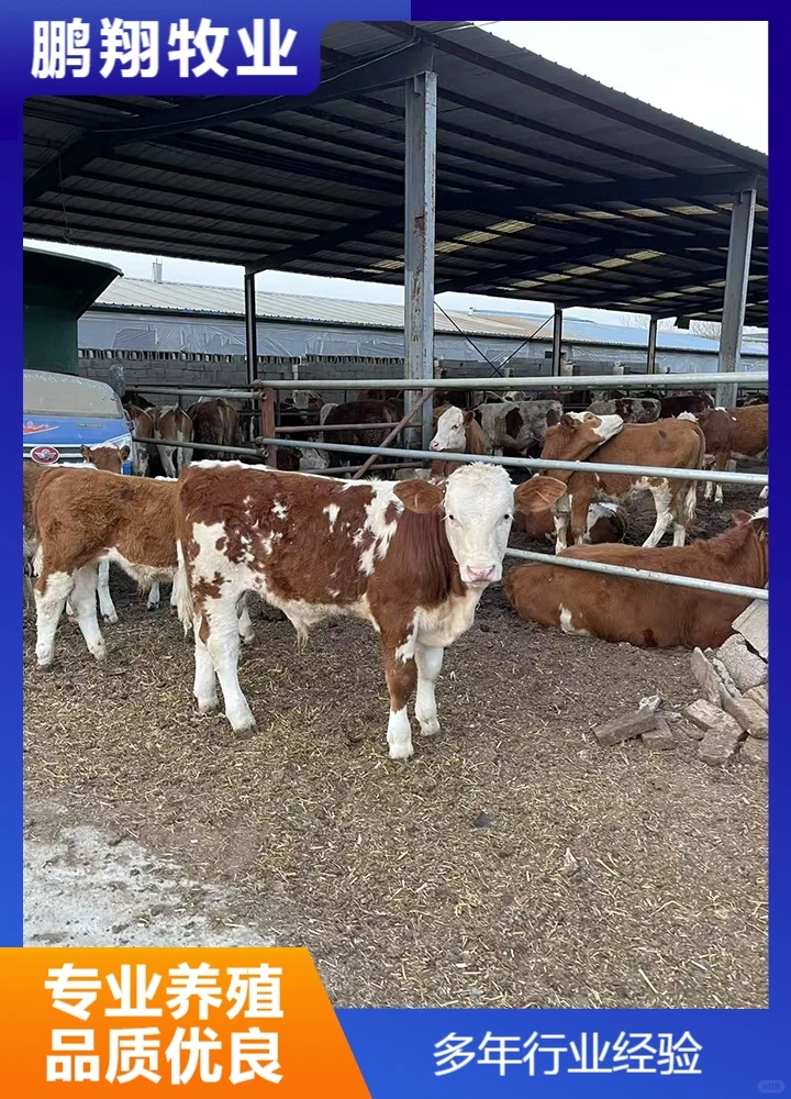 鹏翔牧业肉牛
