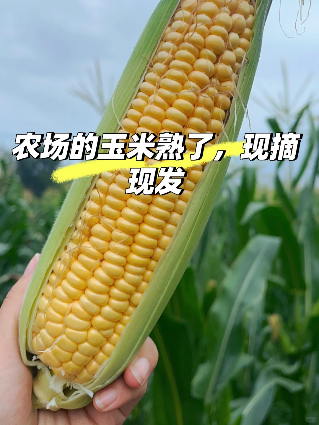 农场玉米熟了，现摘现发