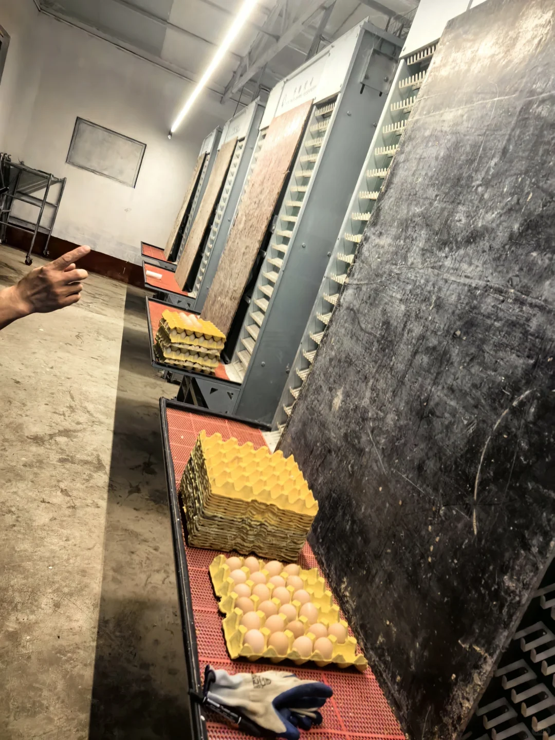 现代化养鸡场 咯咯哒