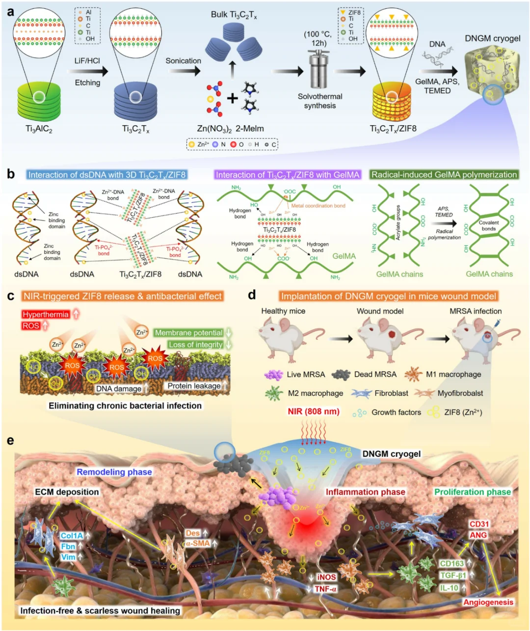 皮肤仿生光疗冷冻凝胶：促进感染伤口修复
