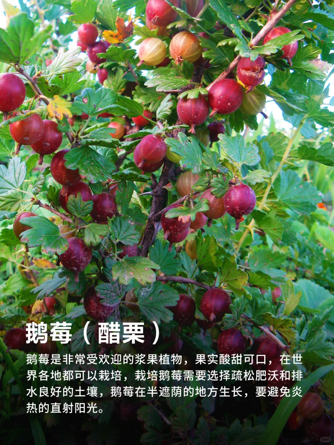 有阳台就能种的9种水果❗实现水果自由‼