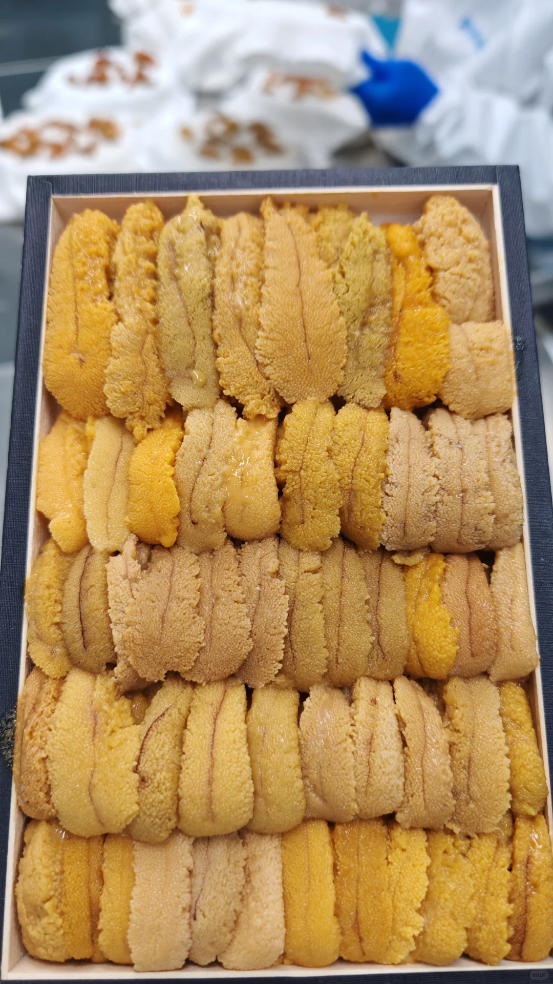 深圳）加拿大胆，唯一海胆厂，十万无尘车间