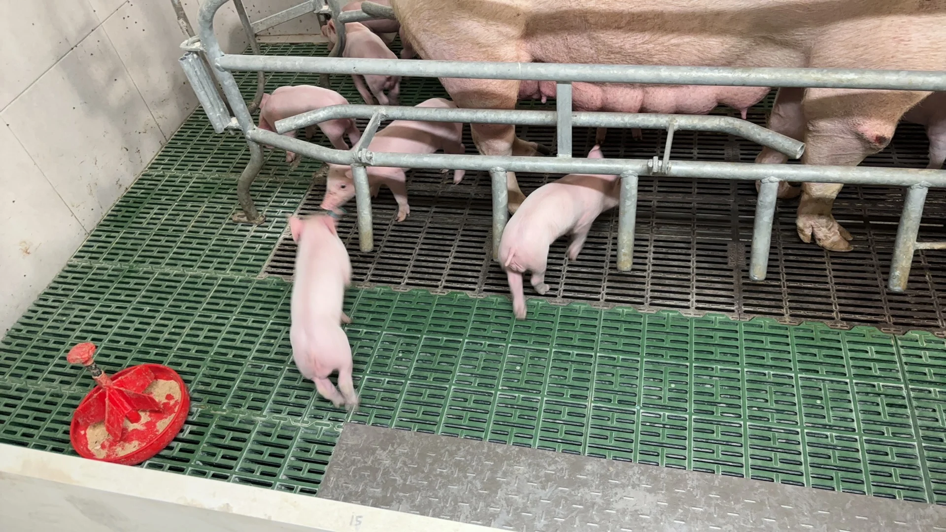 人生第一次进猪场，我不一样的翻译经历