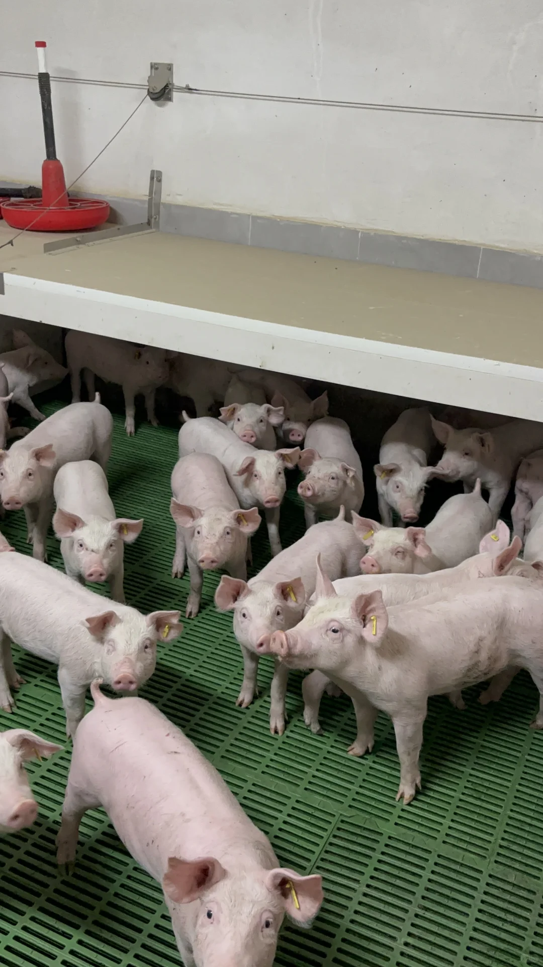 人生第一次进猪场，我不一样的翻译经历