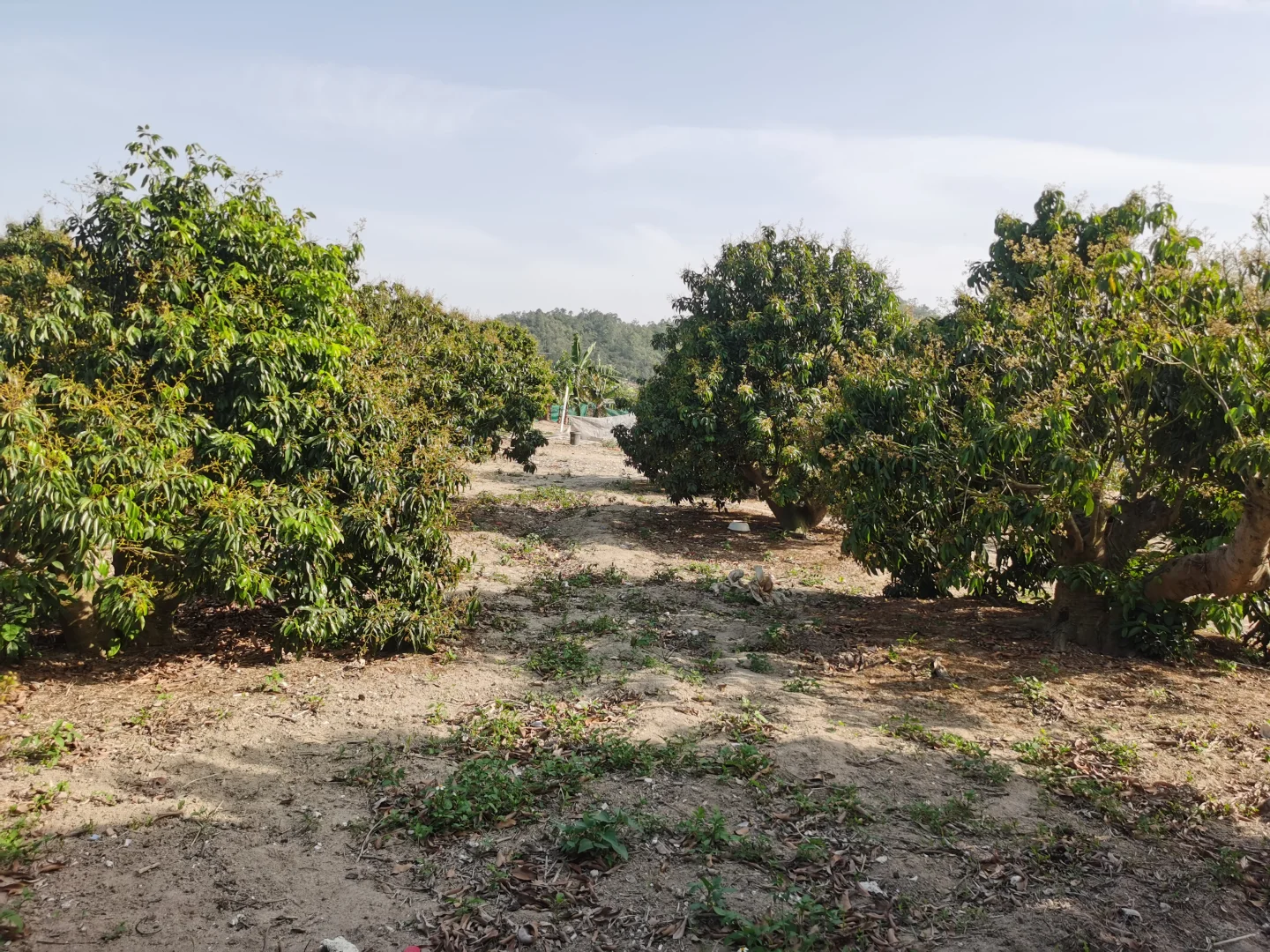 低成本养殖咋起步？2亩7000场地告诉你