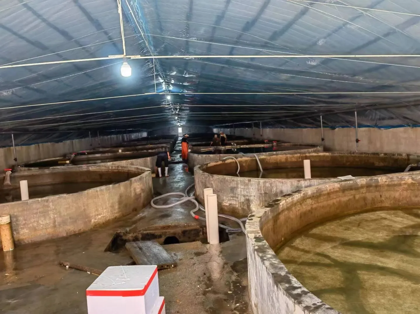 揭秘㊙️,养殖虾?都是科技与狠活?