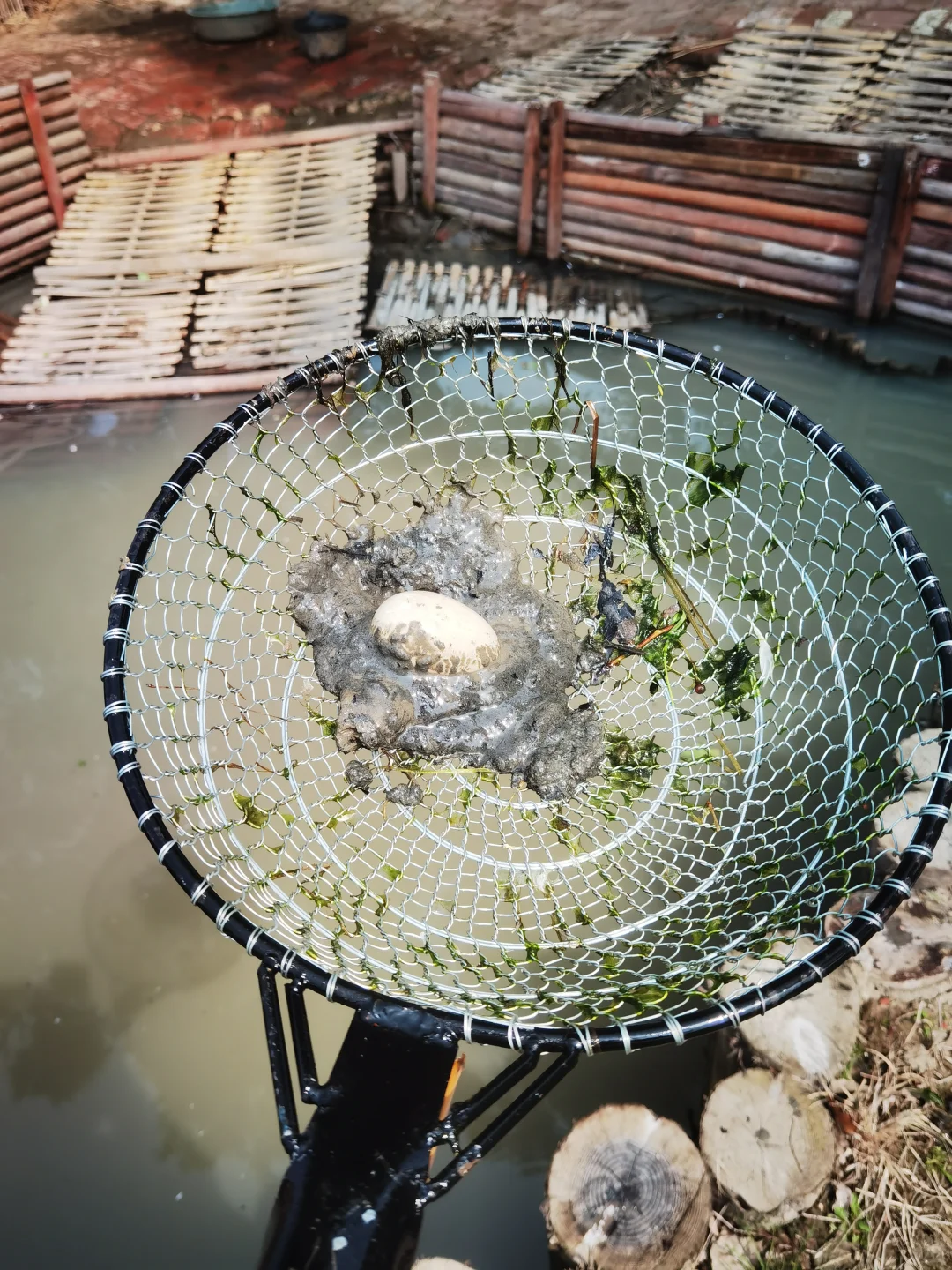 素然河道清洁日｜在池塘里捞到了鸭蛋?