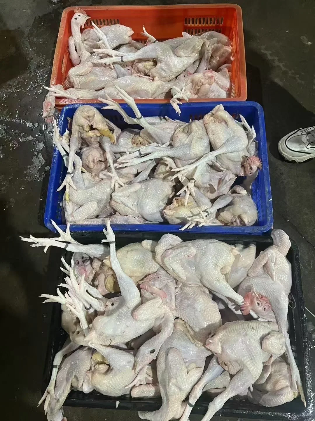 你们要找的生鲜鸡供应链在这！