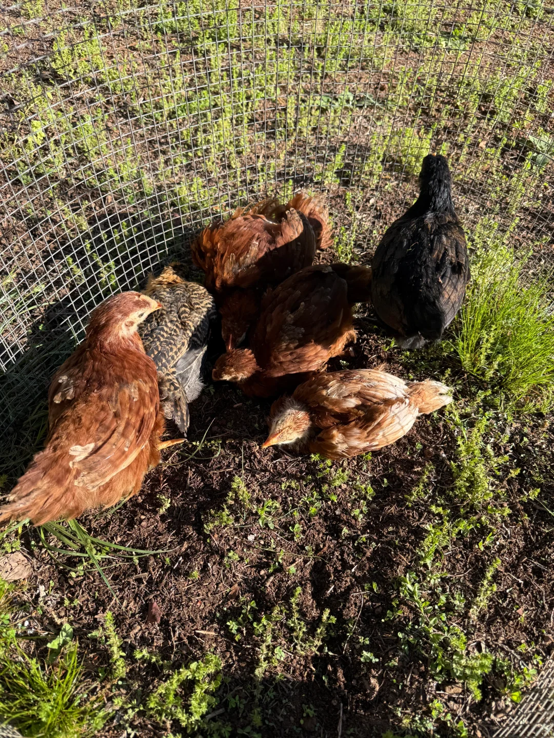 扩大了鸡舍，五个星期和四个星期的娃晒太阳