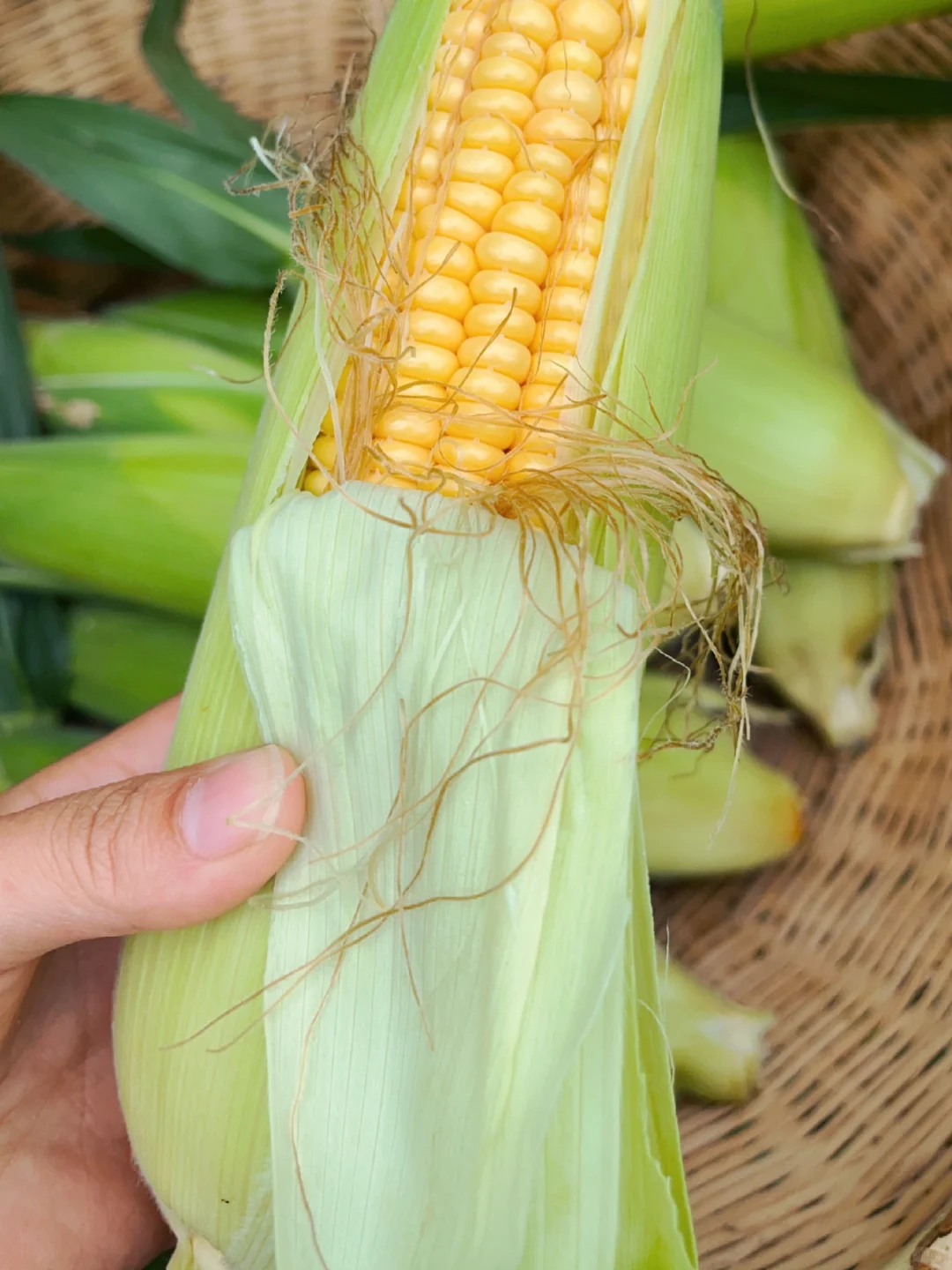 农场玉米熟了，现摘现发