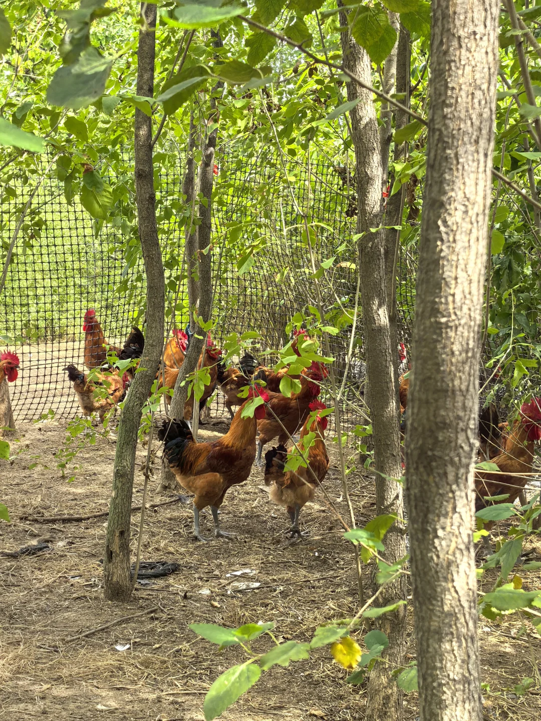 农村散养大公鸡太漂亮啦