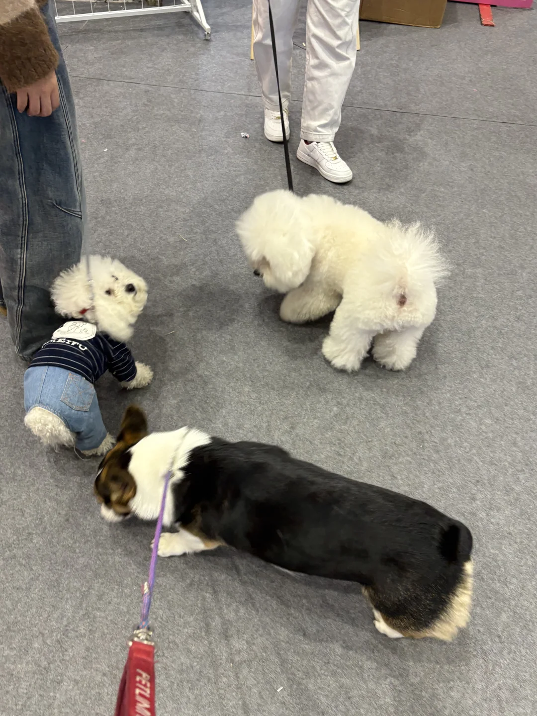 郑州养宠人狂喜!CBD宠物展逛到不想走?