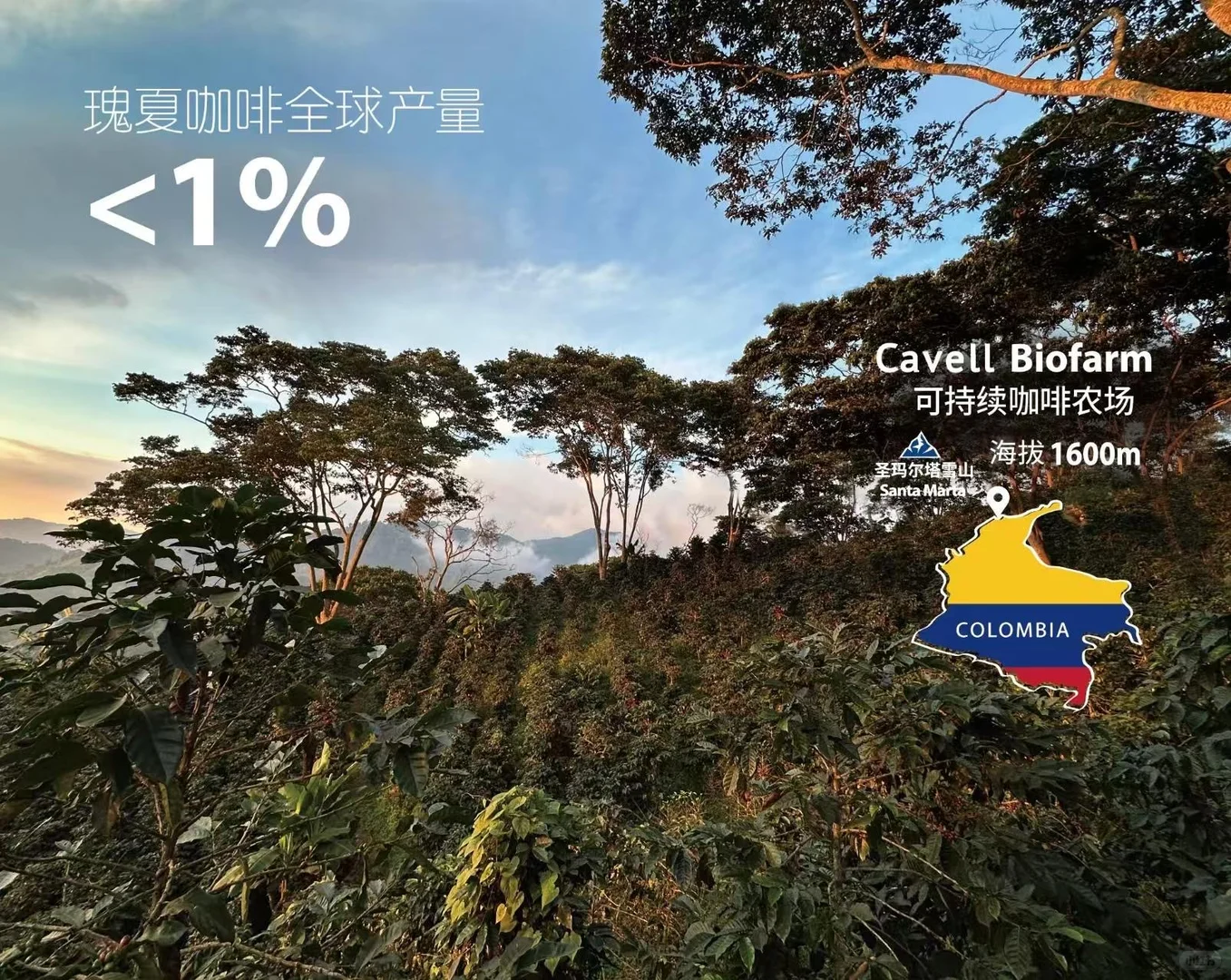 温州进口商品博览会，Cavell瑰夏咖啡等你来