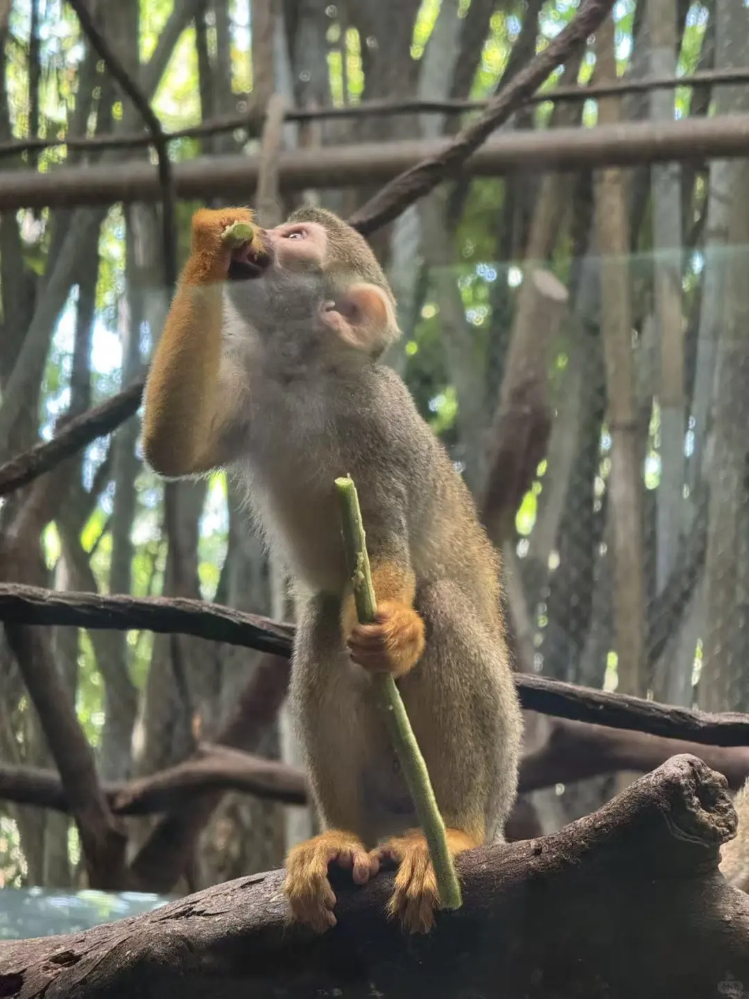11月广州5天吃喝旅，个人感觉不错的记录下