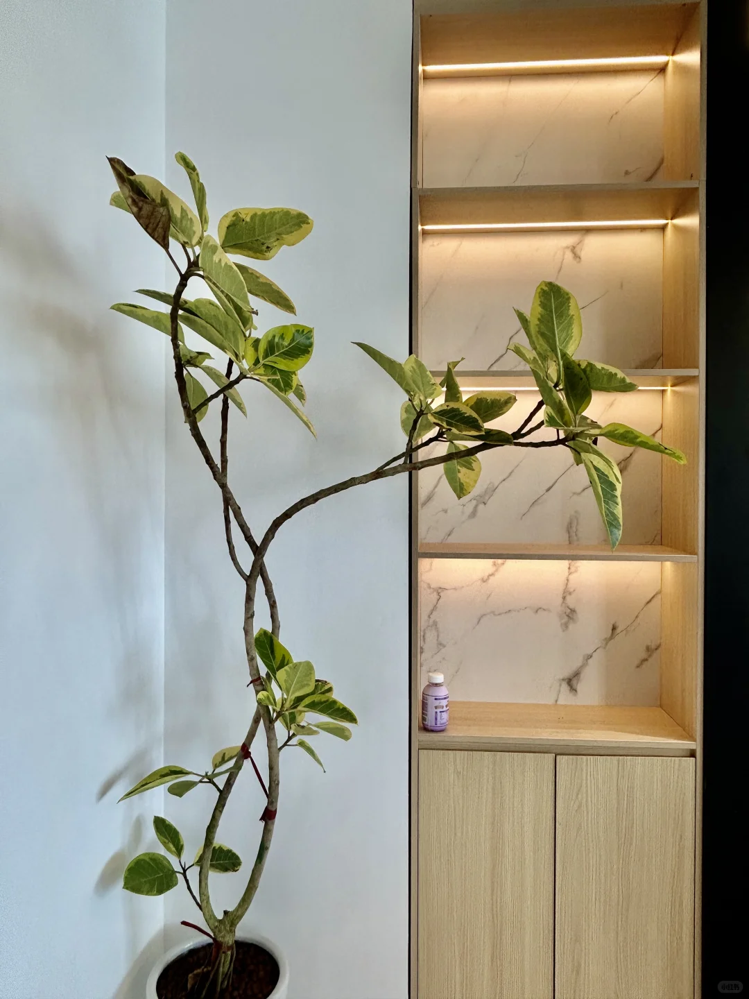 上海虹桥火车站旁，有窗景的办公室，好city