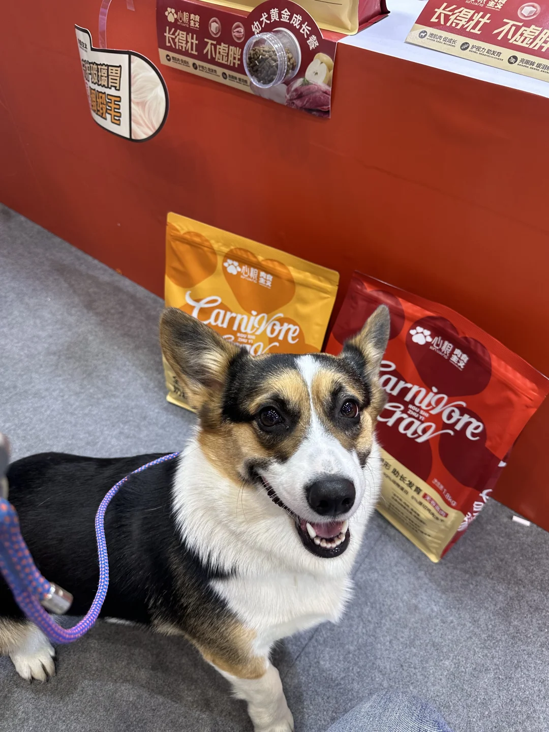 郑州养宠人快看!这个宠物展太有意思了?