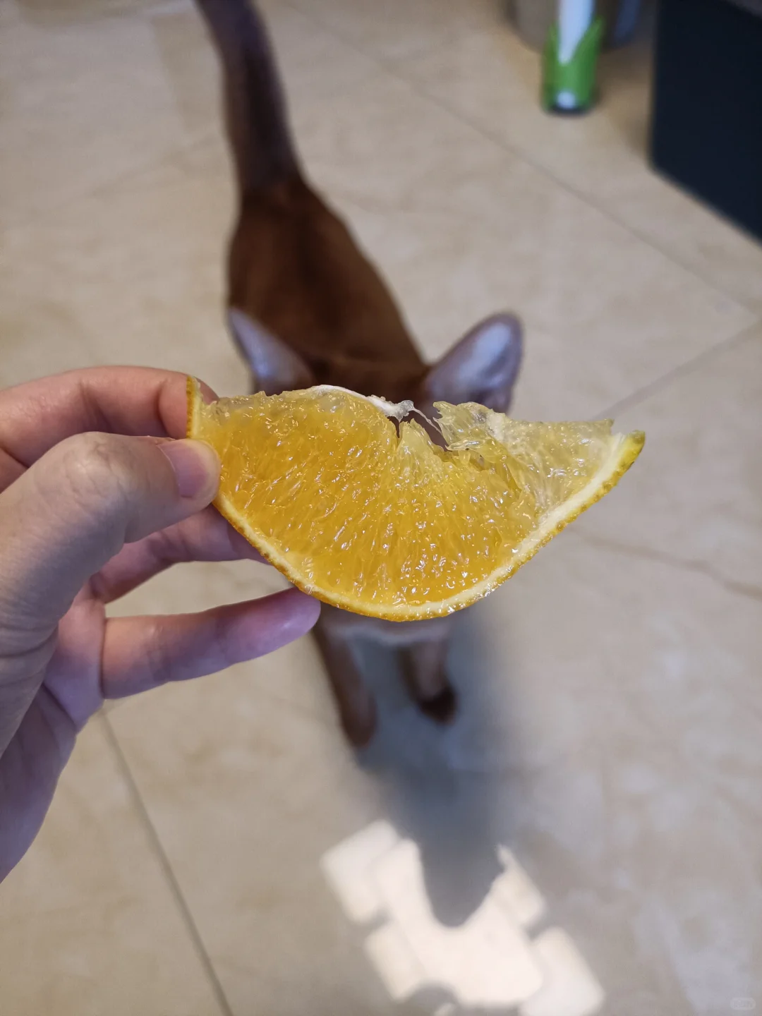 杭州农博会最后一天捡漏,避雷!