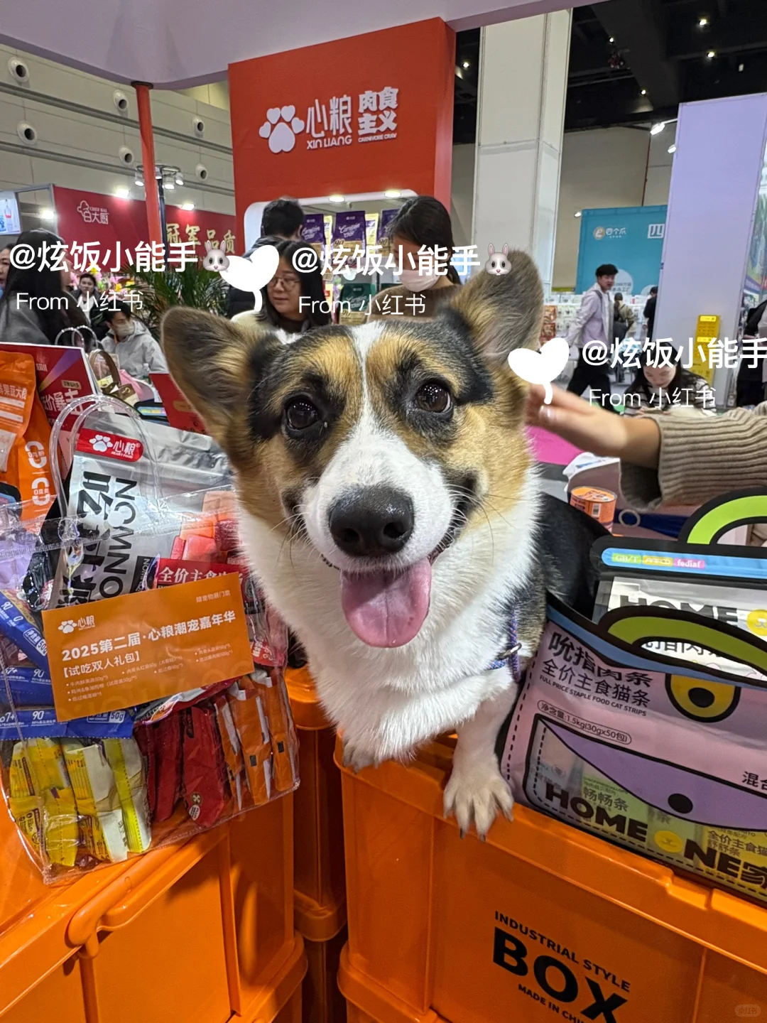 郑州养宠人快看!这个宠物展太有意思了?