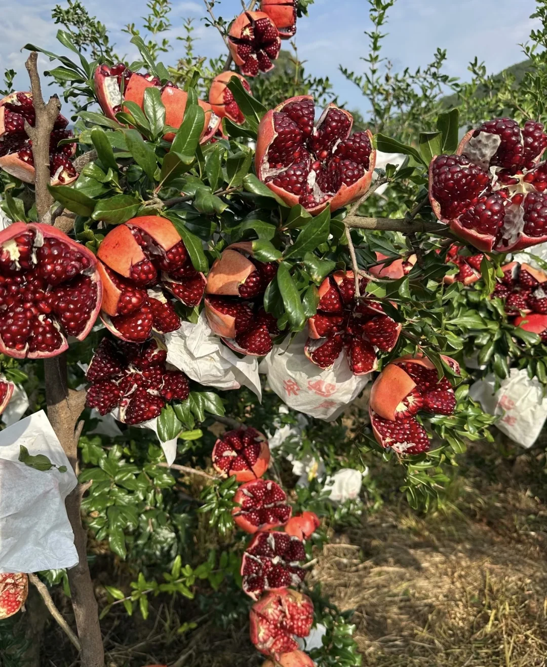 姐妹们给我地址，我给你们寄，不要油费！