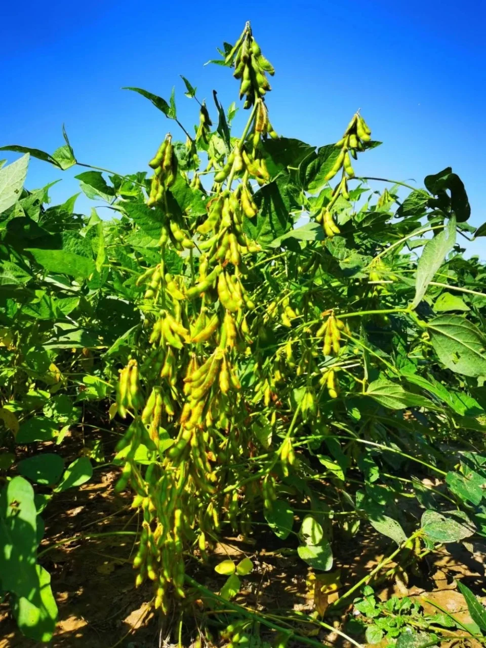 尼日利亚中国商会及农业部采购大豆的机械