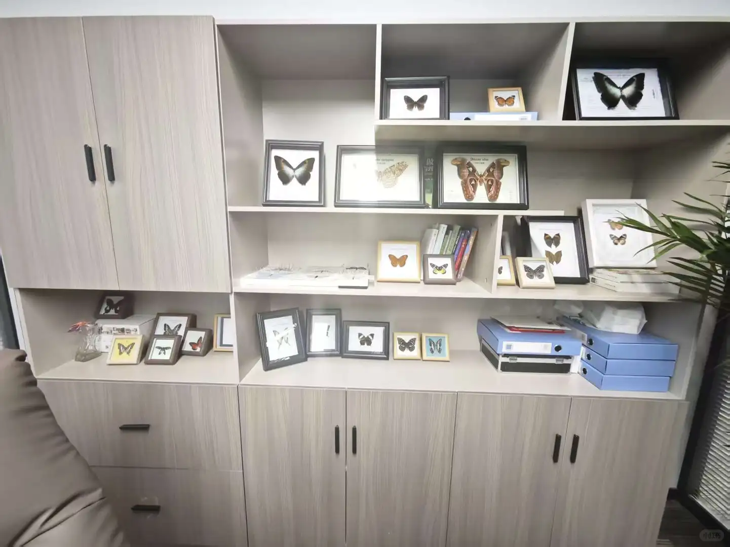 12.20限定！中关村藏稀有蝴蝶标本展? 博物