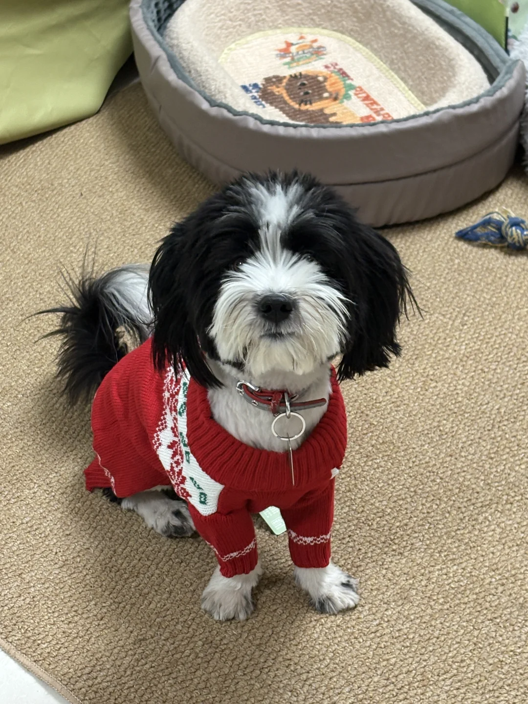 听说比瑞吉出了个“懒人养狗终极解决方案”?