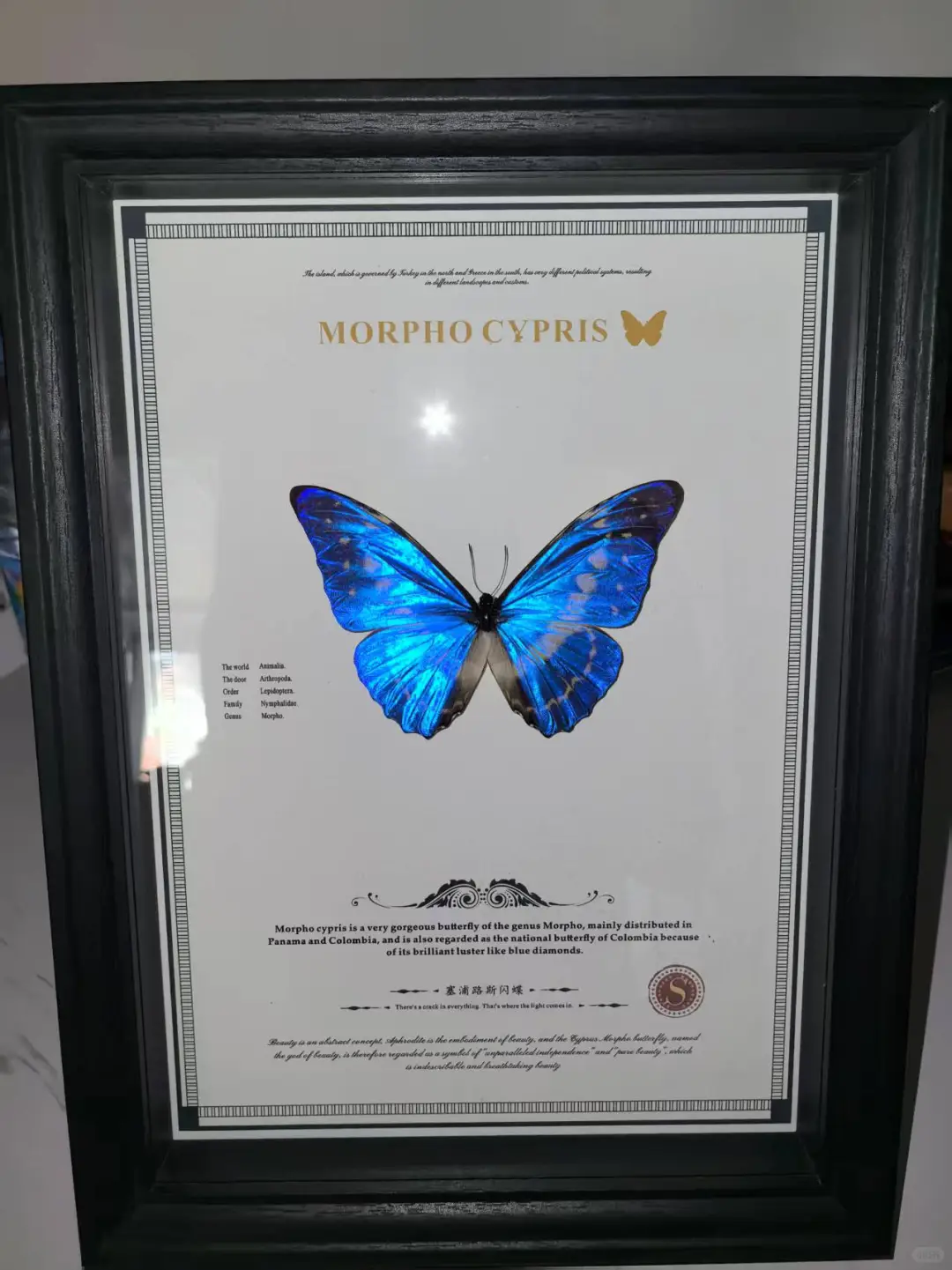 12.20限定！中关村藏稀有蝴蝶标本展? 博物