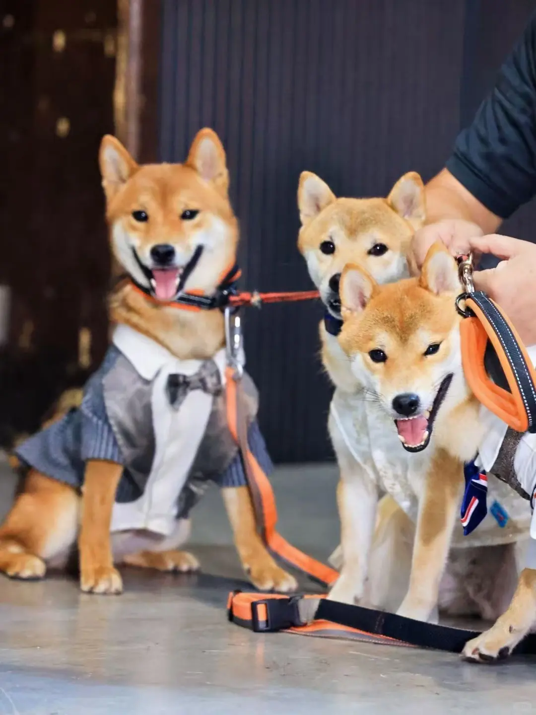 宠粉福利?晒图+留言，送亚宠深圳门票?