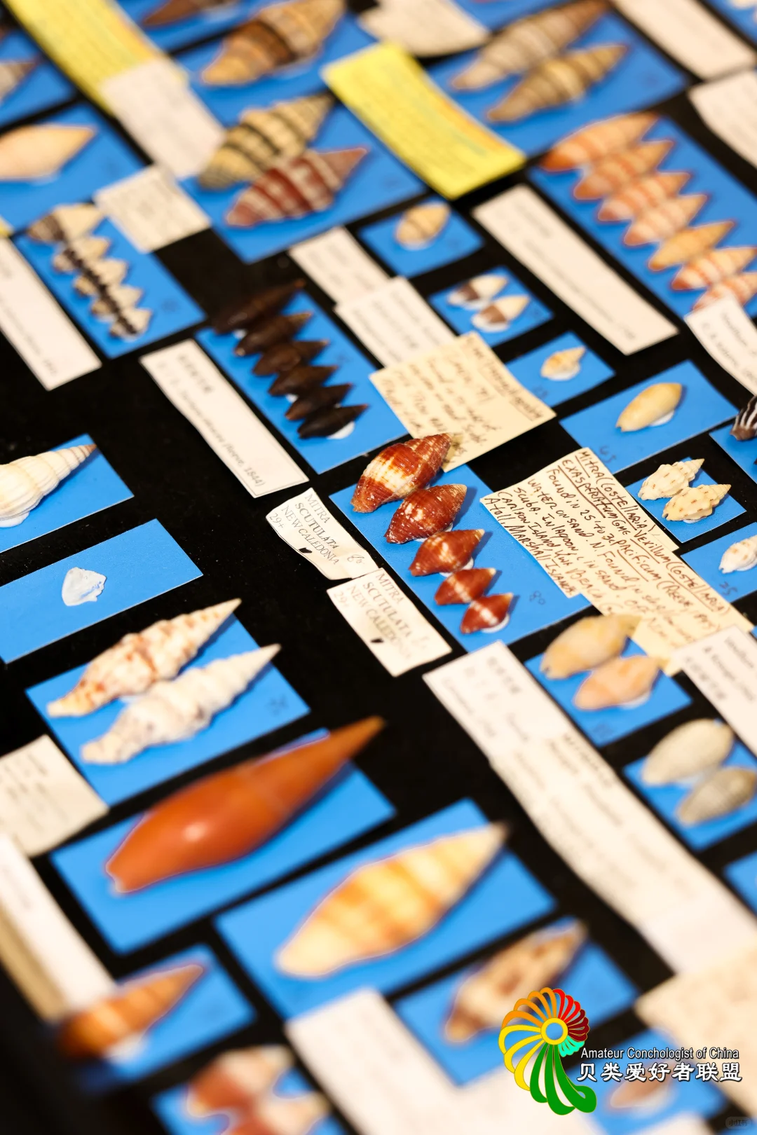 ?12.12～12.14 上海圣诞贝展来啦！