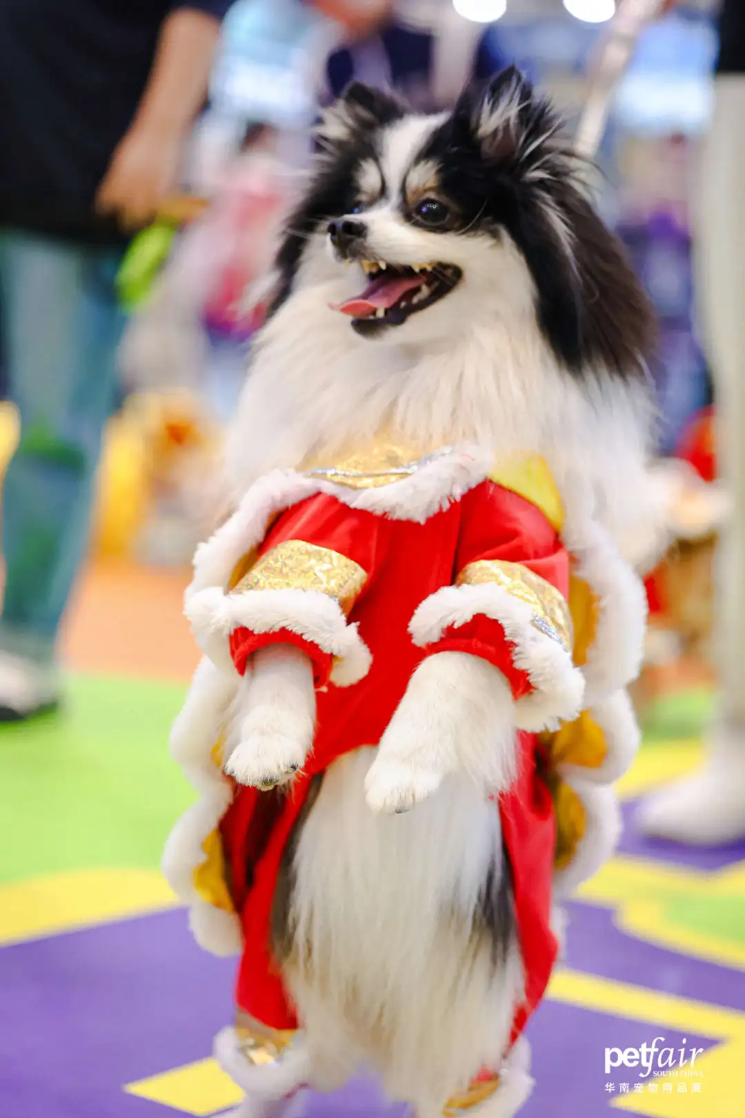 风靡宠物界的亚宠华南展门票,你pick✅10仔送