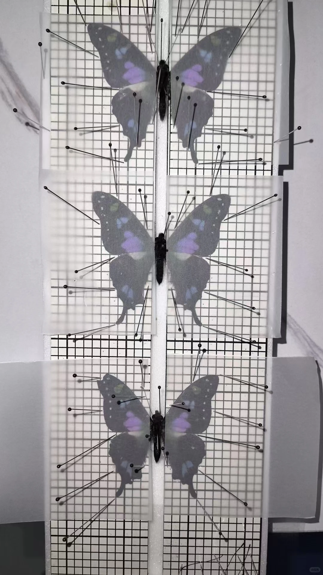 12.20限定！中关村藏稀有蝴蝶标本展? 博物