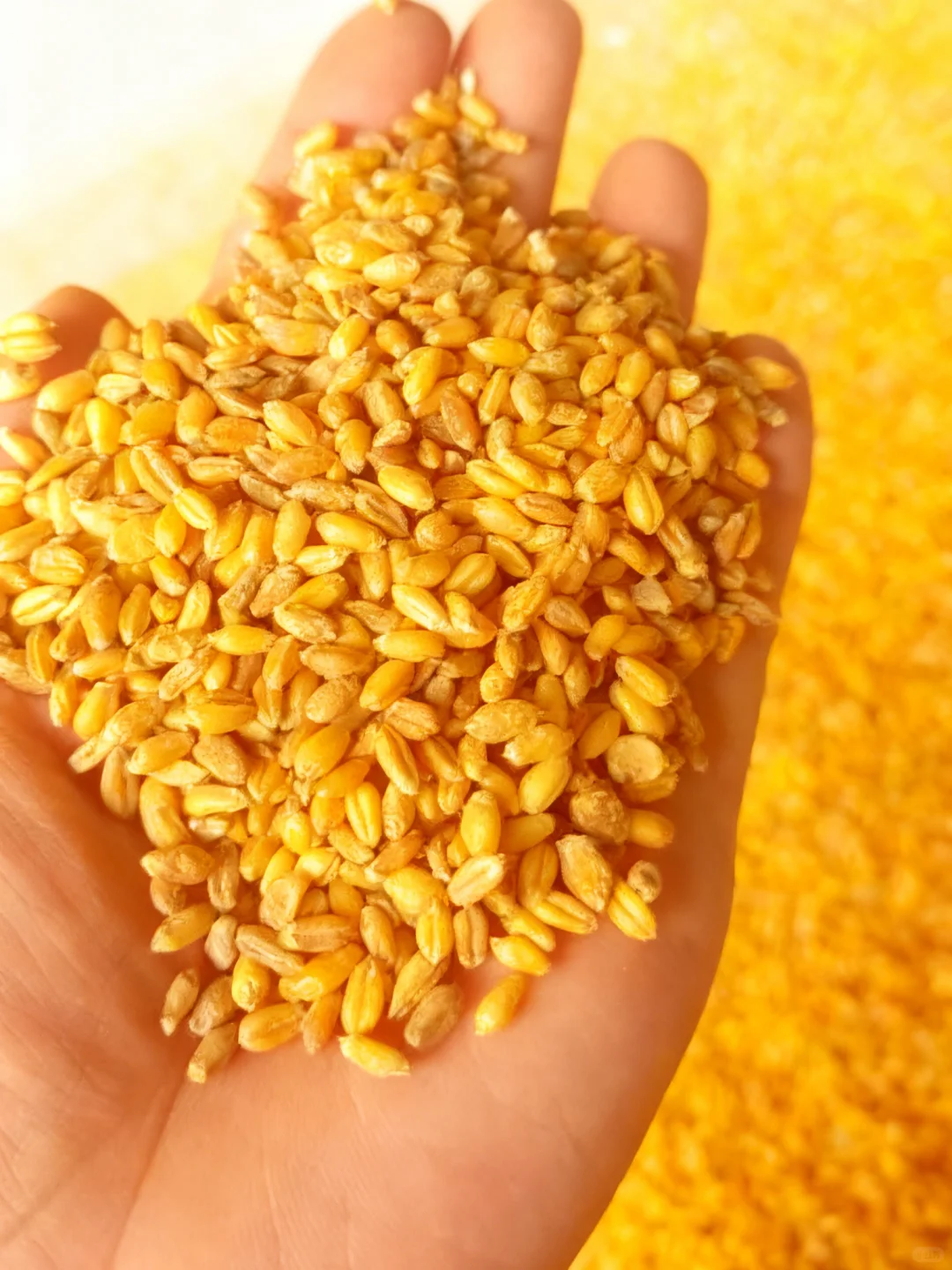 贸易带量农产品小麦