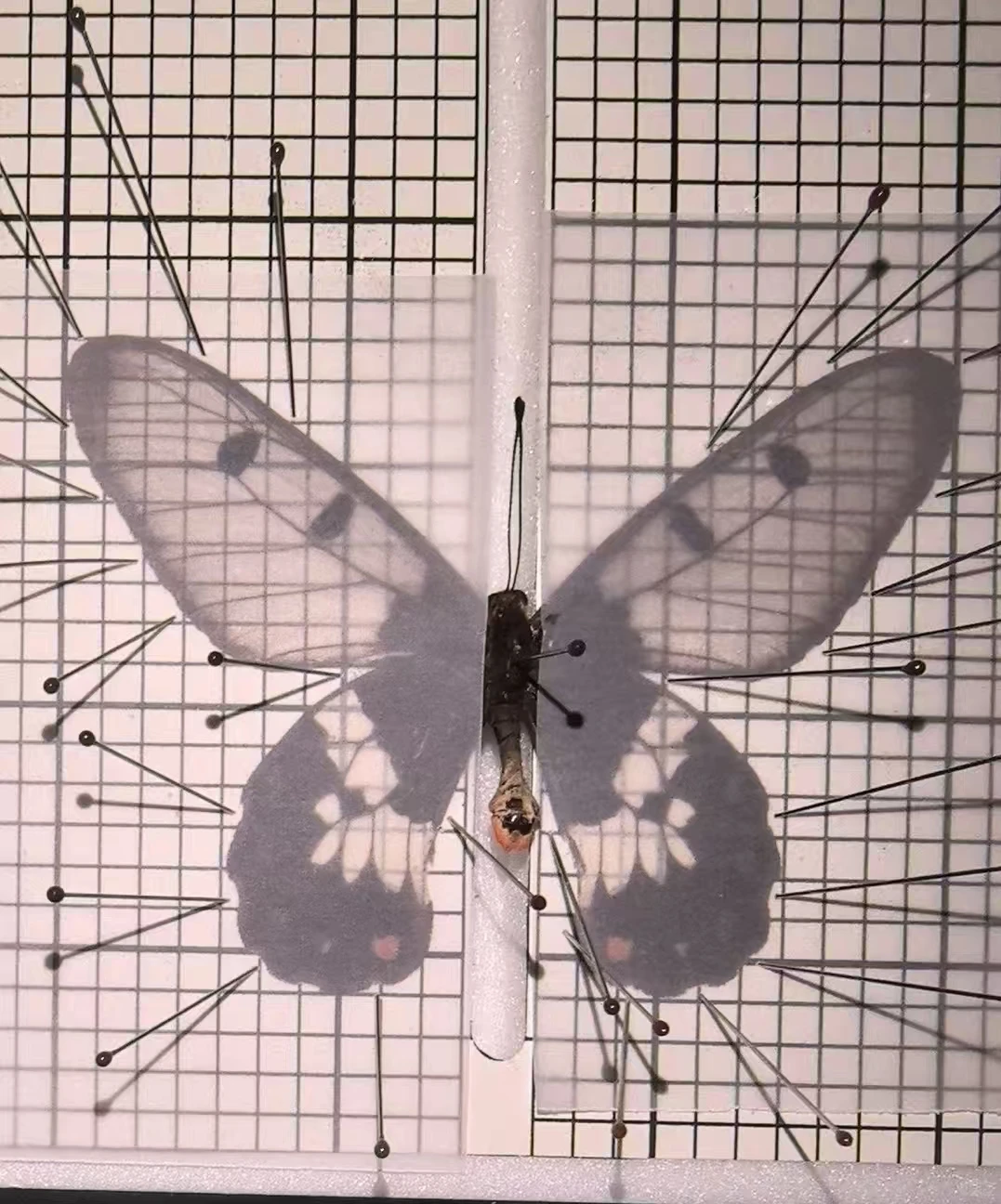 12.20限定！中关村藏稀有蝴蝶标本展? 博物