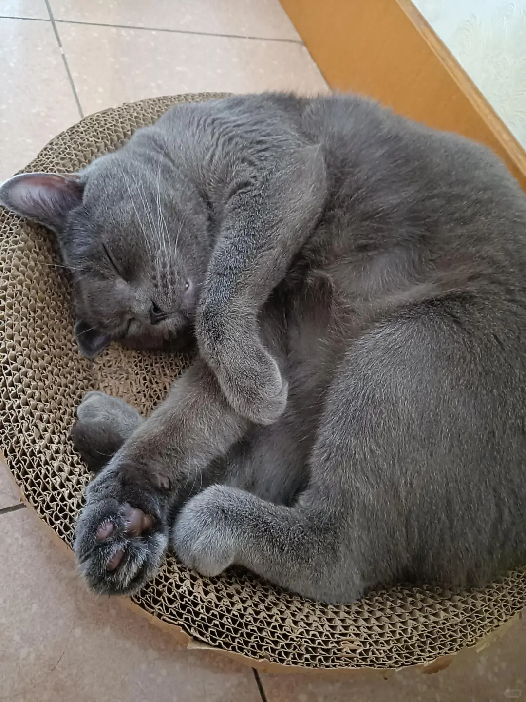 参观完12万平的猫粮工厂后，我被震撼到了