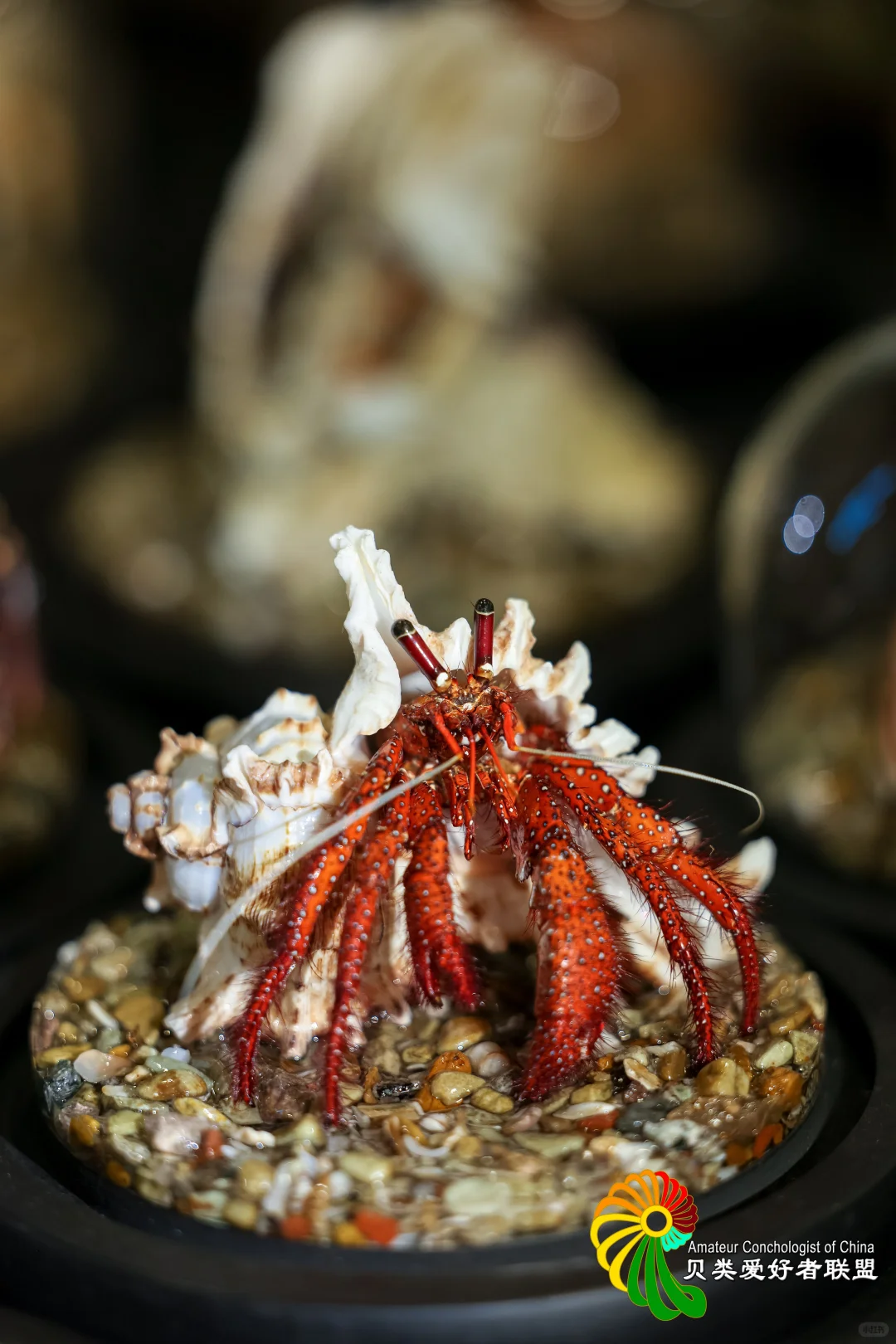 ?12.12～12.14 上海圣诞贝展来啦！