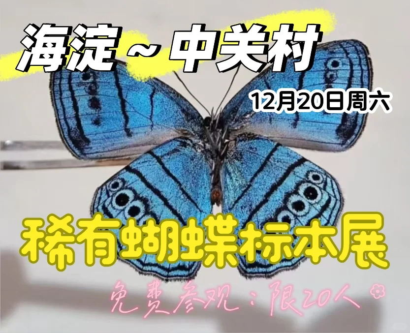 12.20限定！中关村藏稀有蝴蝶标本展? 博物