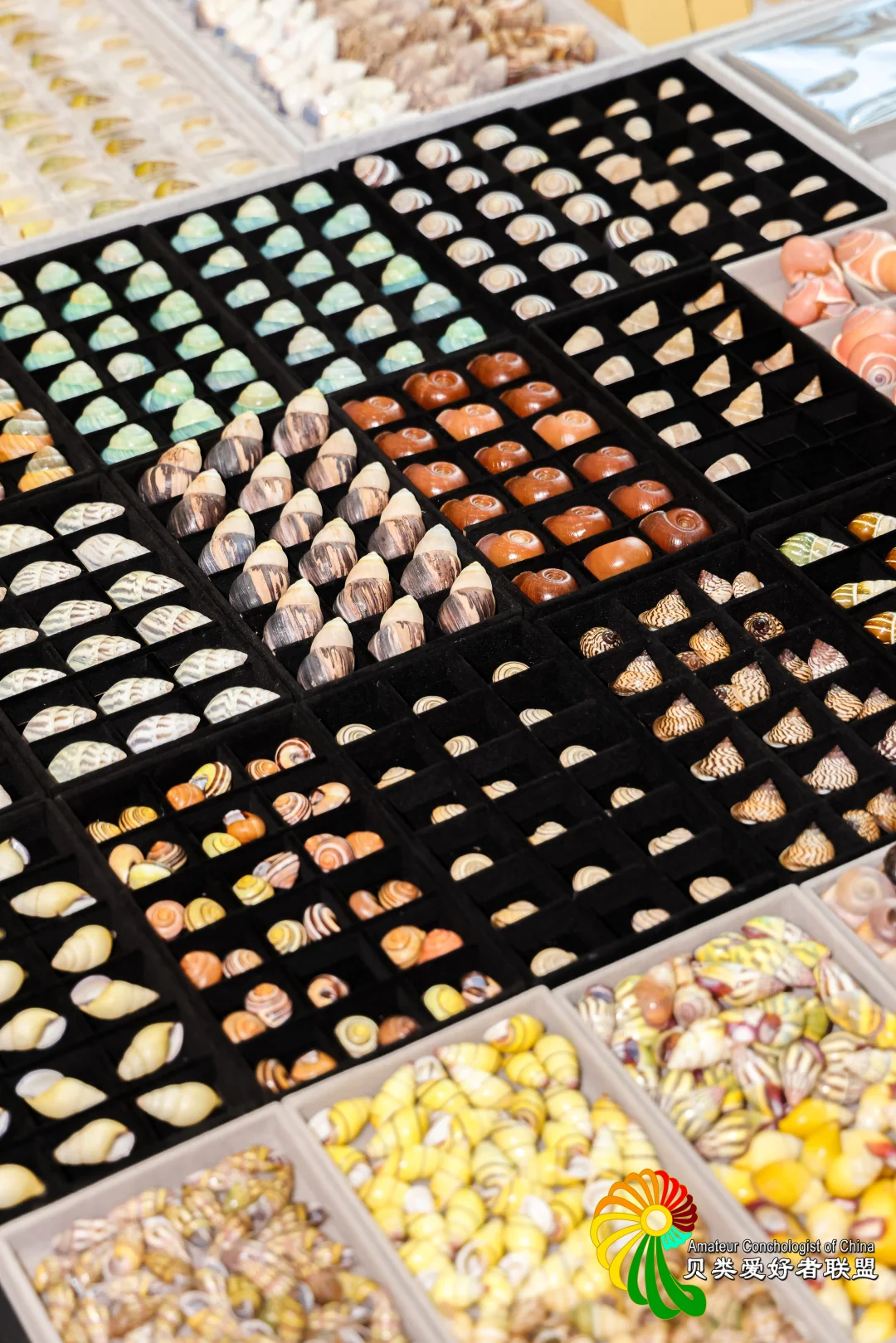 ?12.12～12.14 上海圣诞贝展来啦！