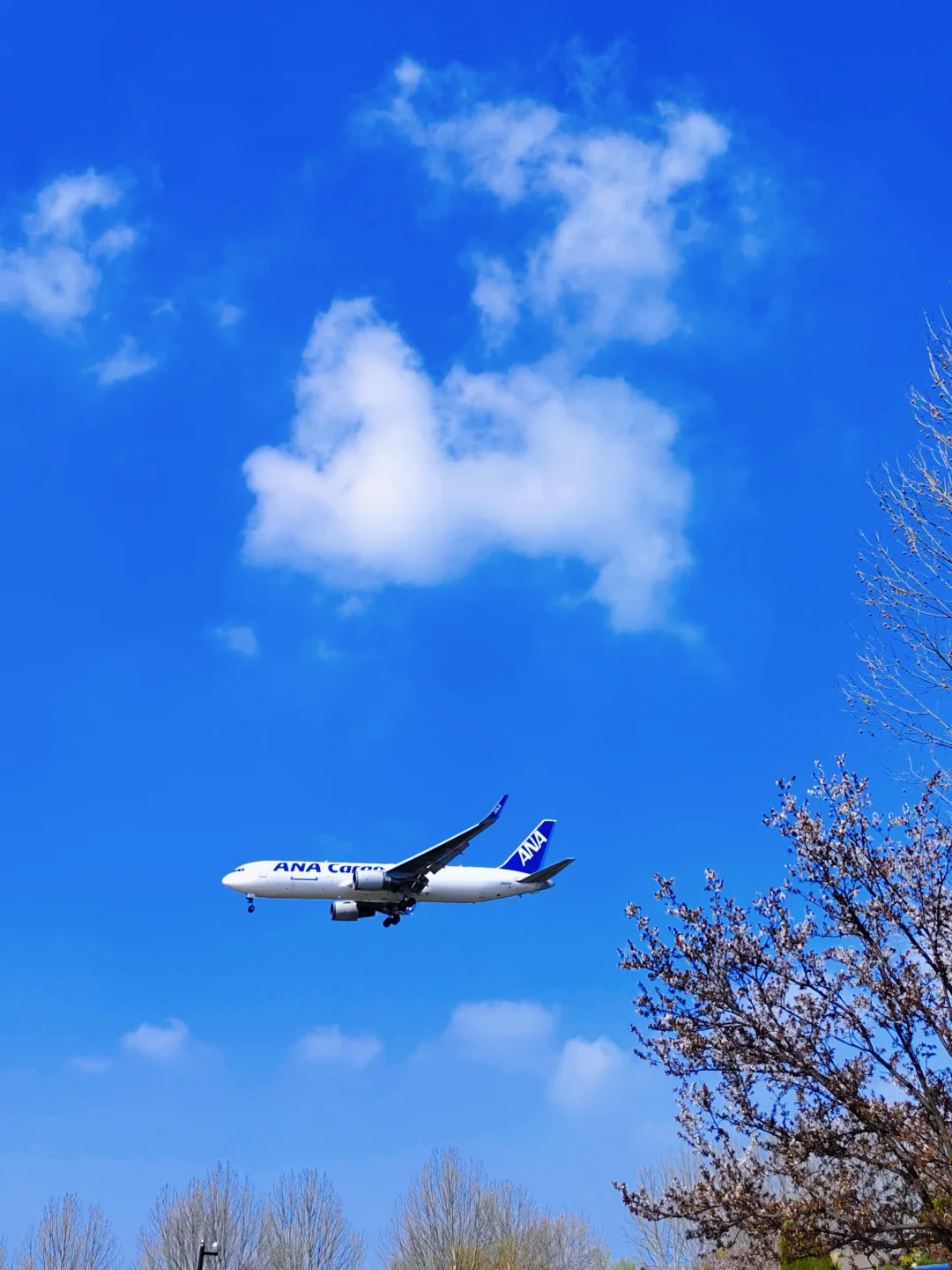 在大连 可以拍大飞机的花卉苗木市场