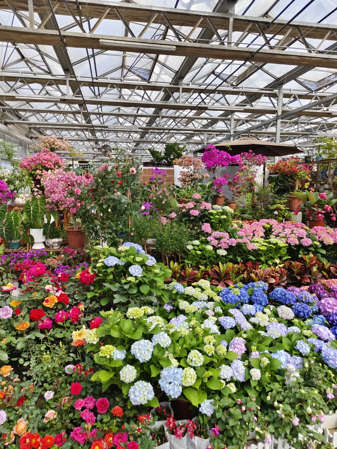 在大连 可以拍大飞机的花卉苗木市场