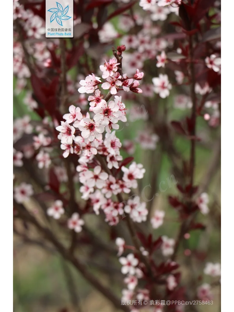 北京蓝紫系木本 | （十三）紫叶矮樱