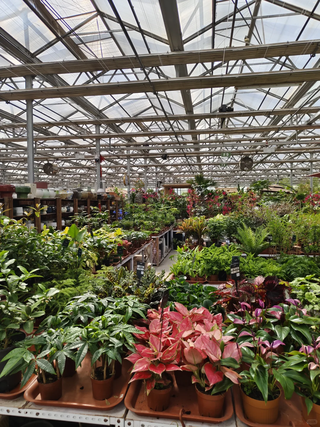在大连 可以拍大飞机的花卉苗木市场