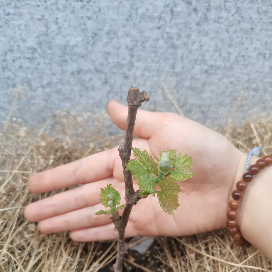 行雨葡萄苗：左划看它长大