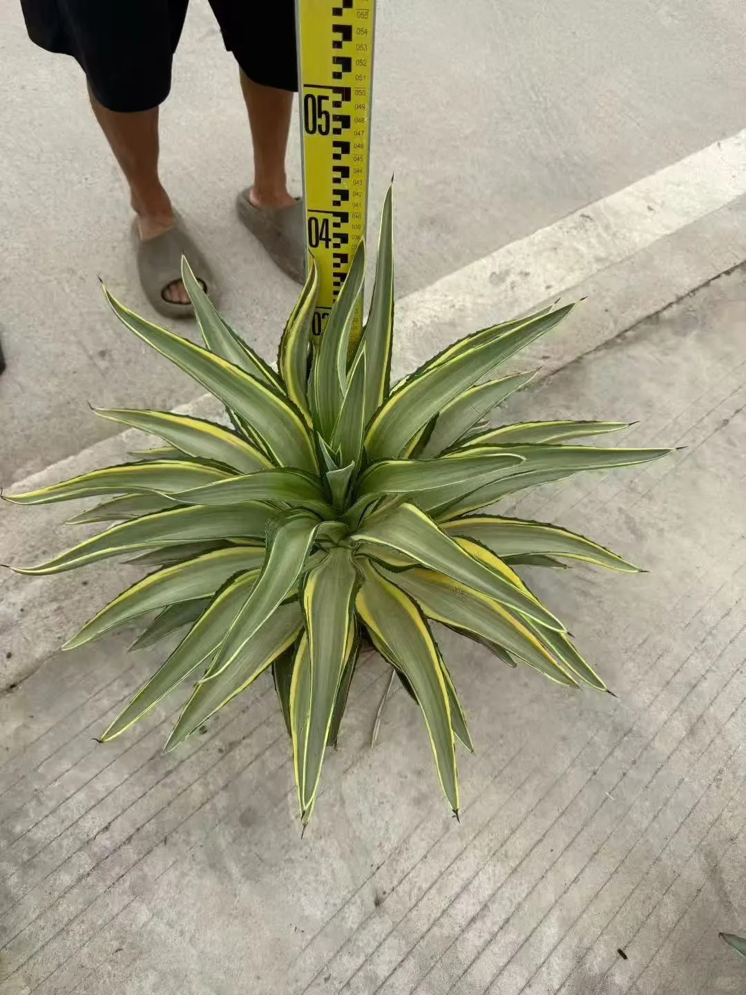 【苗木～金边龙舌兰】