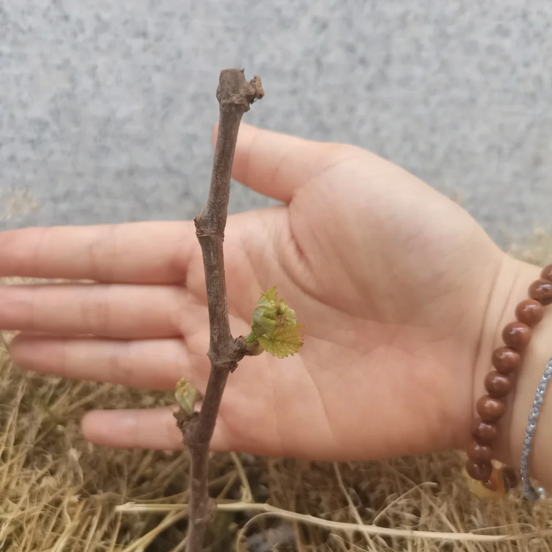 行雨葡萄苗：左划看它长大