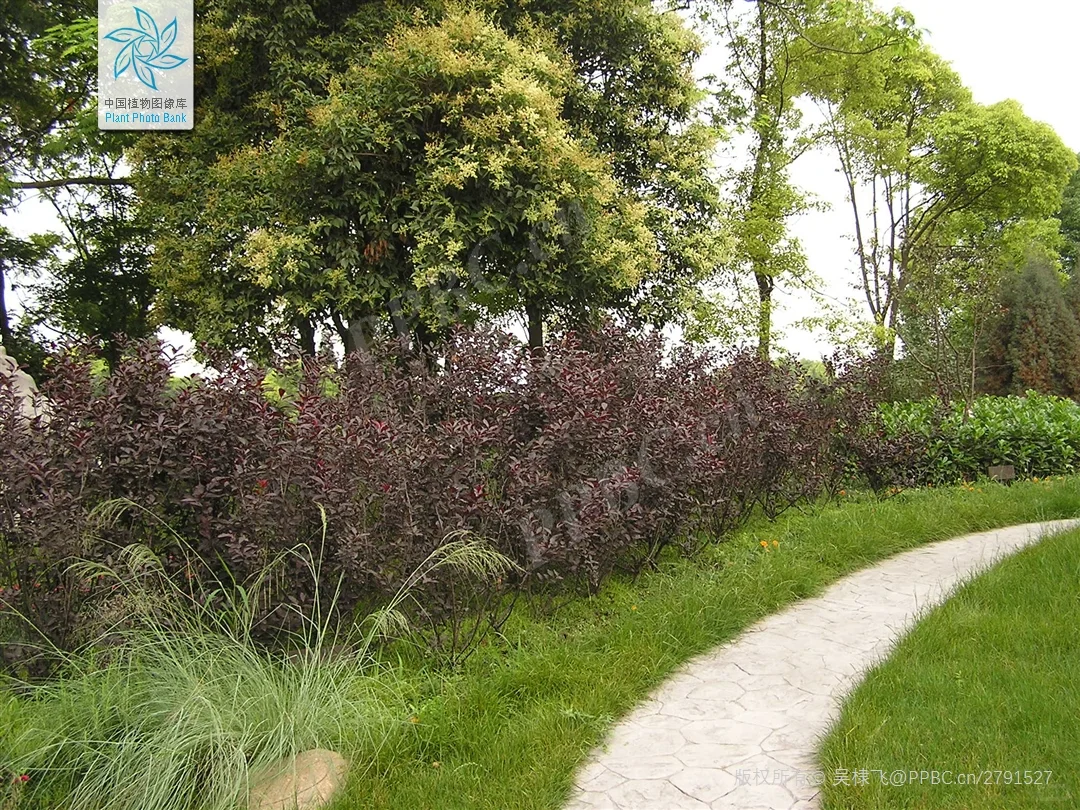 北京蓝紫系木本 | （十三）紫叶矮樱