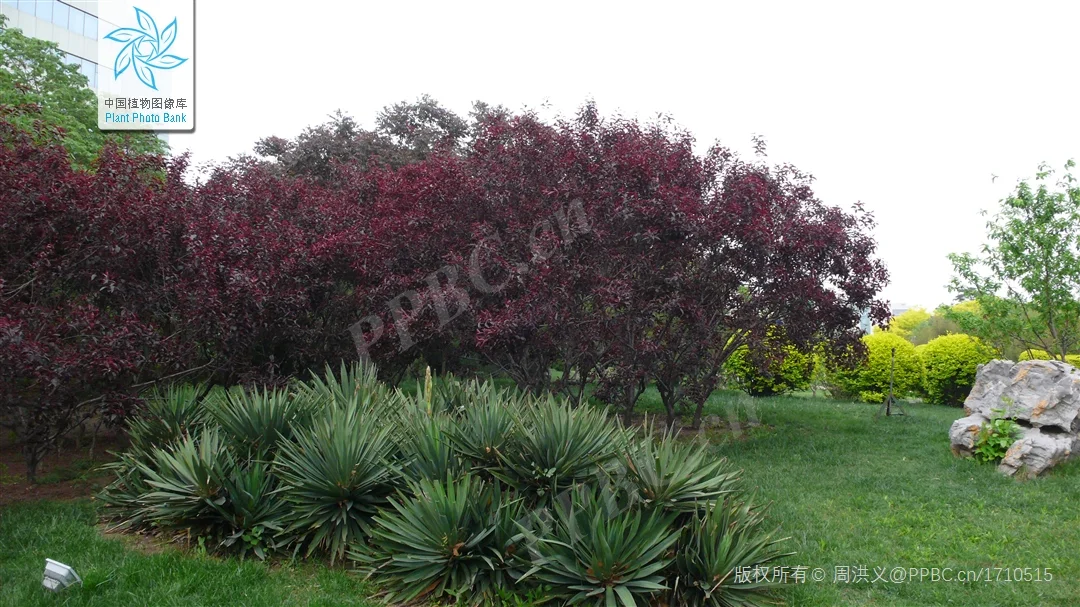 北京蓝紫系木本 | （十三）紫叶矮樱