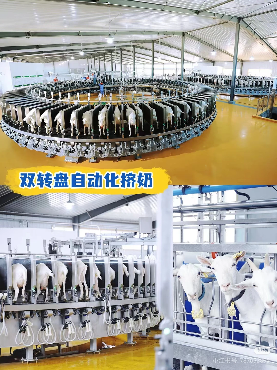 参观内蒙古自治区盛健羊乳集团