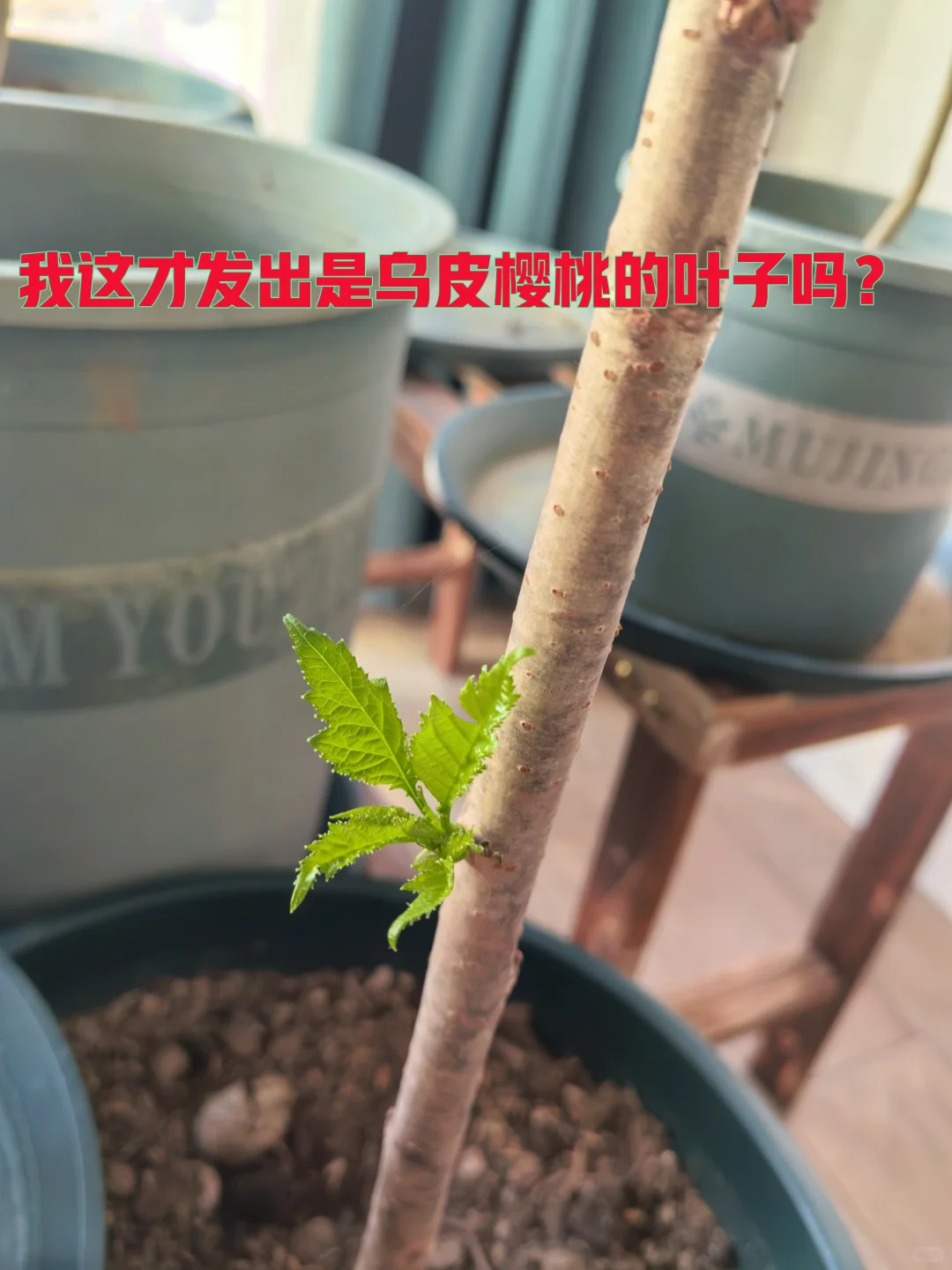 乌皮对版吗？