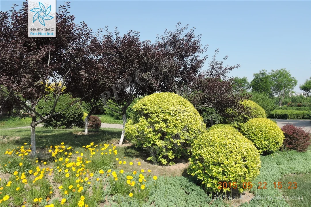 北京蓝紫系木本 | （十三）紫叶矮樱