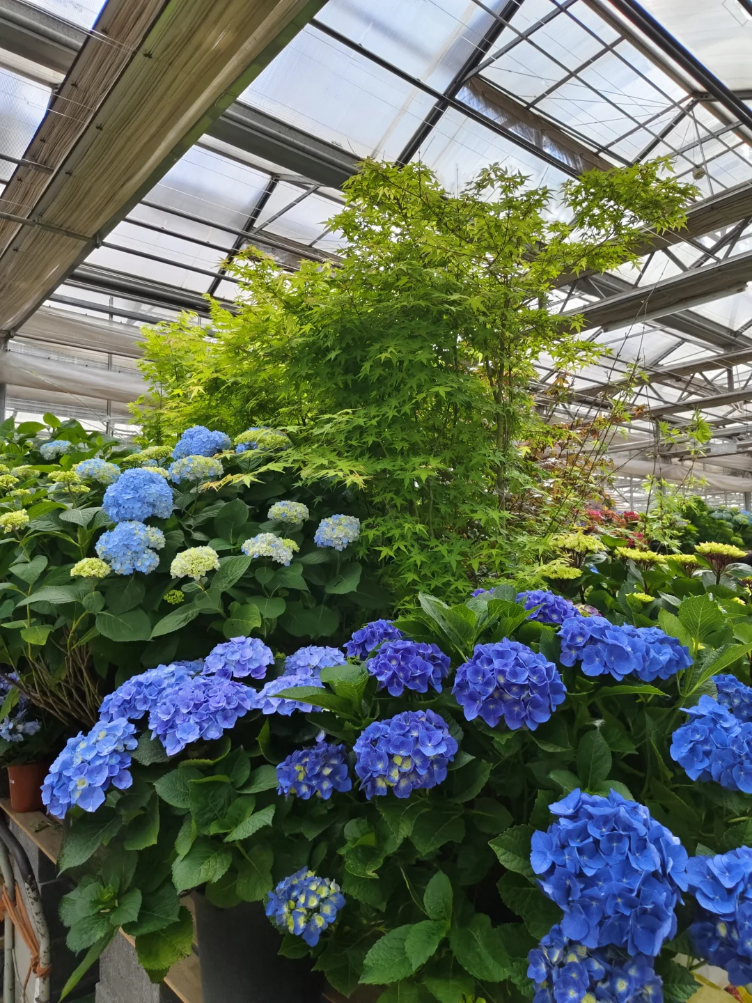在大连 可以拍大飞机的花卉苗木市场